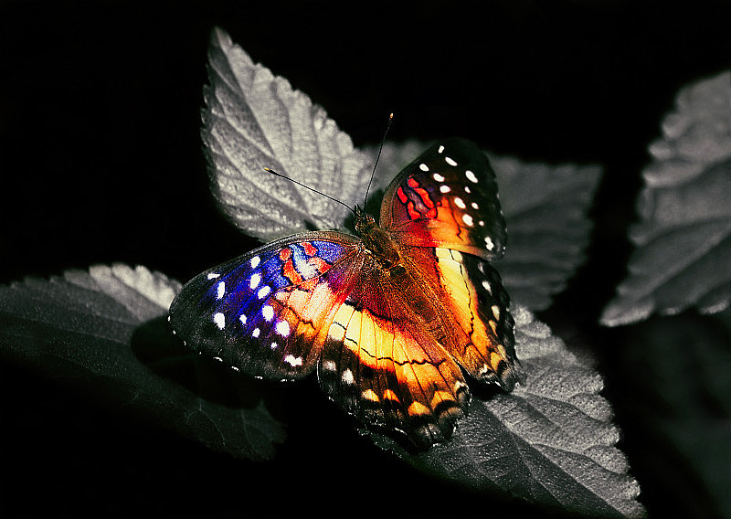 可复制的戒烟训练与盈利系统——从“戒不掉”，到“可复制变现的能力